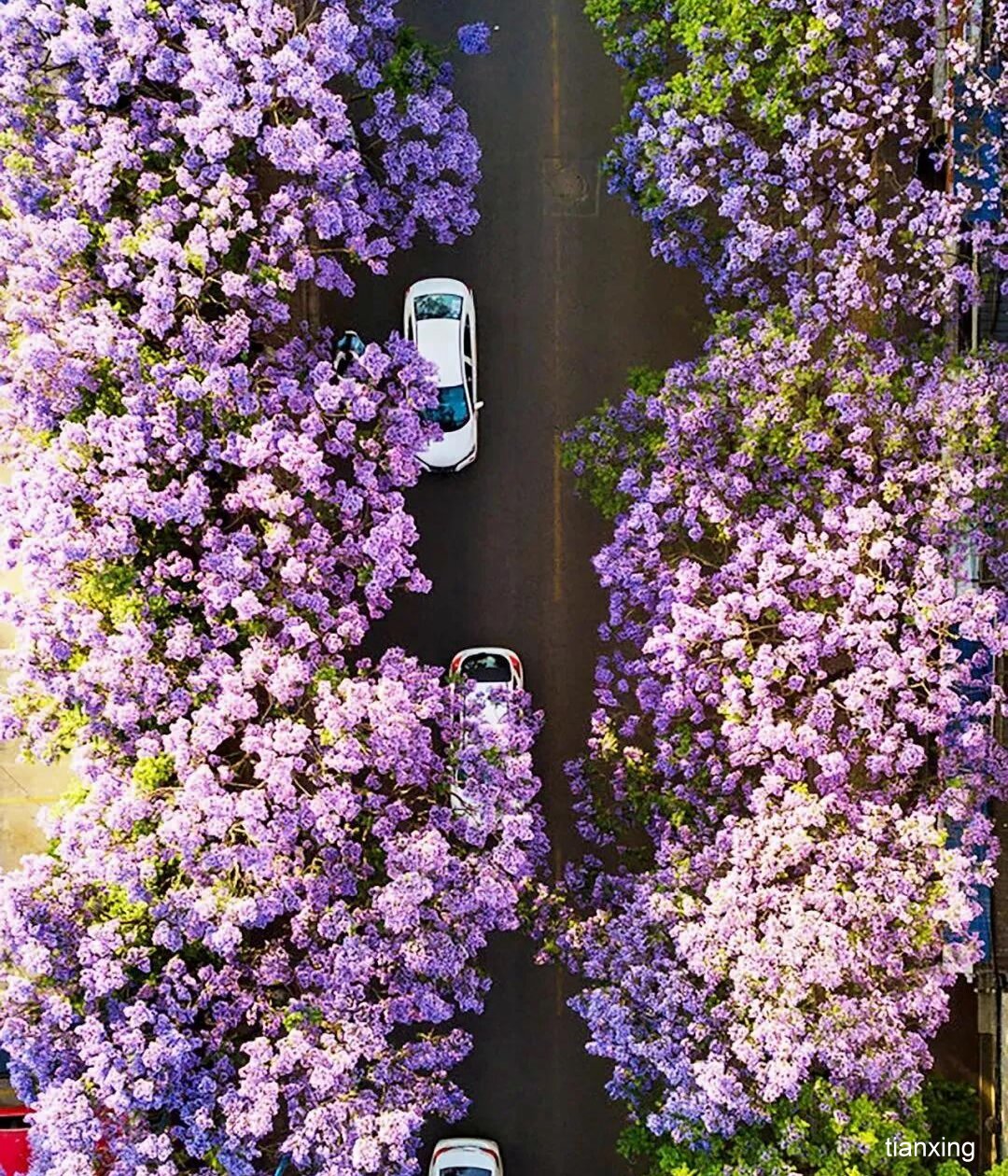 昆明藍花楹