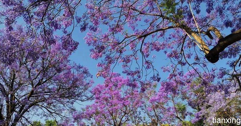 昆明藍花楹