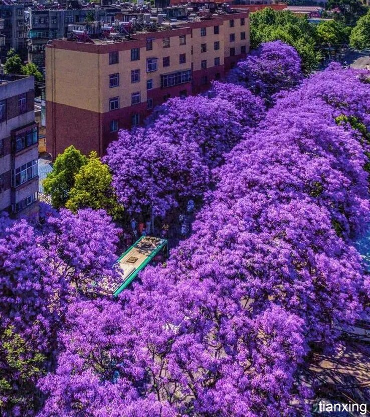 昆明藍花楹