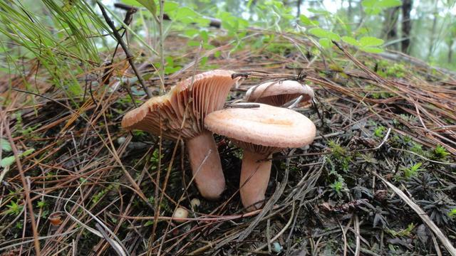 云南野生菌最全攻略，昆明這些地方盛產(chǎn)野生菌你知道幾個 