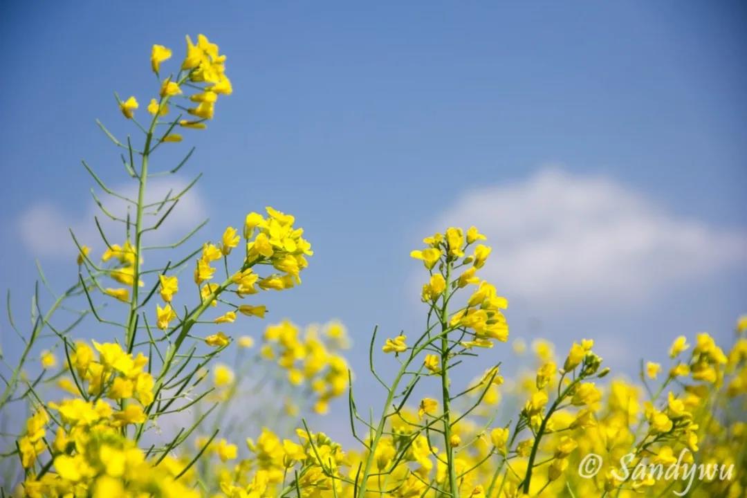 3月昆明，宜“春光乍泄”！