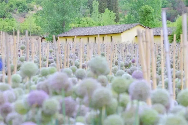 在昆明，這些“花事”花式治愈你的夏天